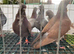 Figuritas to go show quality birds