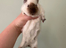 2 male guinea pigs