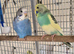 Beautiful baby budgies