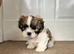 Shihtzu Puppy