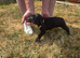 Quality Cockador puppies