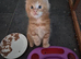 Maine coon boys