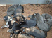 KC Reg German Shepherd Puppies READY NOW!