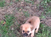 POM/PUG MALE PUPPY