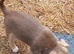 Chihuahua x Jack Russell girl.
