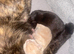 Kittens for forever home