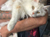 Maine Coon Male