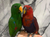 Friendly Baby HandReared Super Tame Cuddly Eclectus Parrot,25