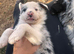 Border collie pups