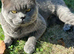 Handsome boy looking for his forever home