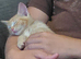 RAGDOLL CROSS KITTENS