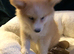 Pomsky stunning litter