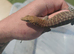 Possible 1.1 Pilbara rock monitors