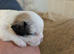 Cute pups for loving homes 500 very adorable