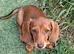 Lovely little miniature dachshund tiny girl