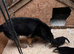 Black & Tan German Shepherd Puppies