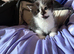 One kitten left