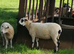 Ewe hogs all born 2025