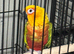 Mix birds Glasgow city