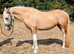 Palomino welsh x cob mare