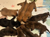 1 boy & 1 girl puppy left for sale (mixed breed)