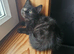 Beautiful Kittens