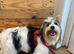 Biewer terrier Expected litter born in June