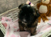 Miniature Imperial shih tzu puppies