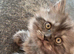 Female Mainecoon kitten