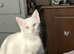 I have two angora mixed breeds polar whites