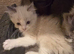 Ragdoll kittens pedigree