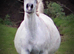 Beautiful Arabians !