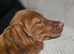 RED COCKER SPANIEL