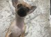 Chihuahua for sale