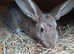 Rabbits 10 weeks old male. Black or Brown.