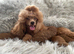 ️ EXCEPTIONAL DEEP RED TOY POODLE PUPPIES &ndash; KC REGISTERED ️