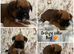 Beautiful boxer puppies for sale