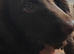 Beautiful F1 Sprocker Puppies