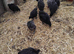 Poultry sale