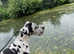 ** STUD ** KC reg Harlequin Great Dane 2 yr