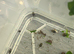 Yellow bellied toad TADPOLES
