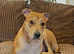 Lurcher Leah for Rehoming