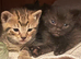 Bengal kittens available