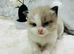 Full pedigree registered Ragdoll kittens