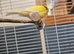 Singing Yellow Canary, Male.