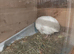 Available Ex Large Quails 2 x Hen Females English White Coturnix Quails 7 weeks old and still growing