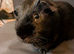 Male guinea pig