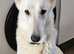 Gorgeous white german shepherd pups