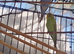 exbcision baby budgie for sale ready to hand tame   father is a show bird very fit bird will grow in to a beautiful bird ️