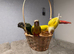 Baby conures - hand readred
